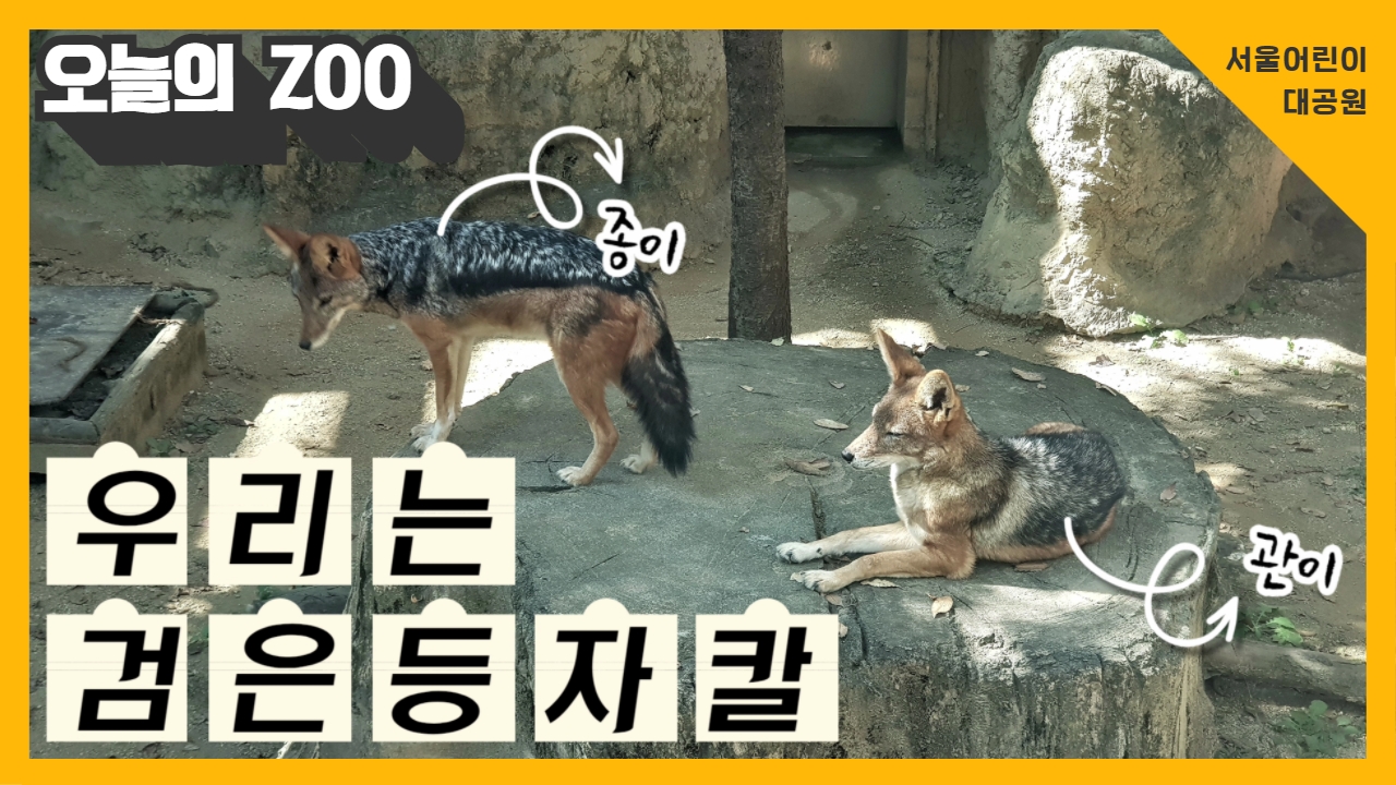 [오늘의 ZOO] 6월 자칼편 사진