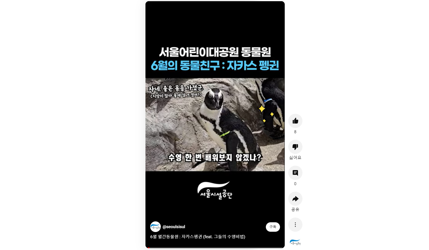 6월 월간 동물원 : 자카스펭귄 사진