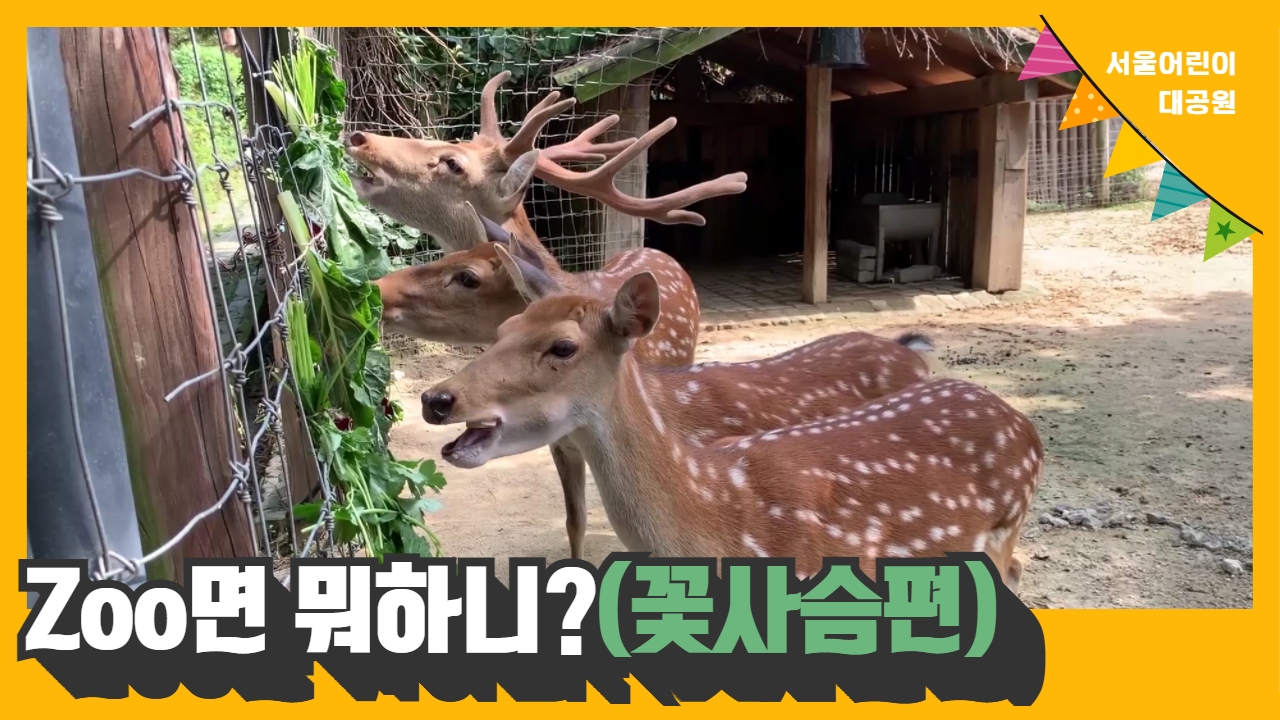 [오늘의 ZOO] 9월 꽃사슴편	 사진