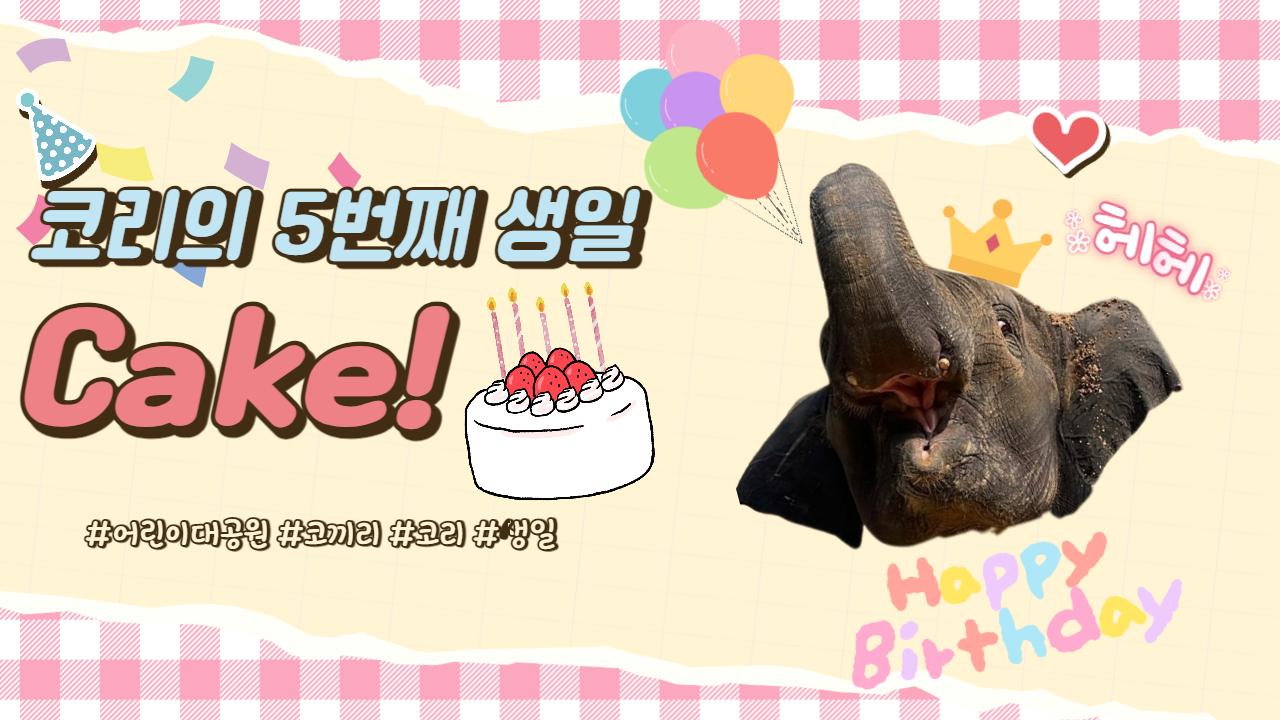 코끼리코리의 5번째 생일!! 사진