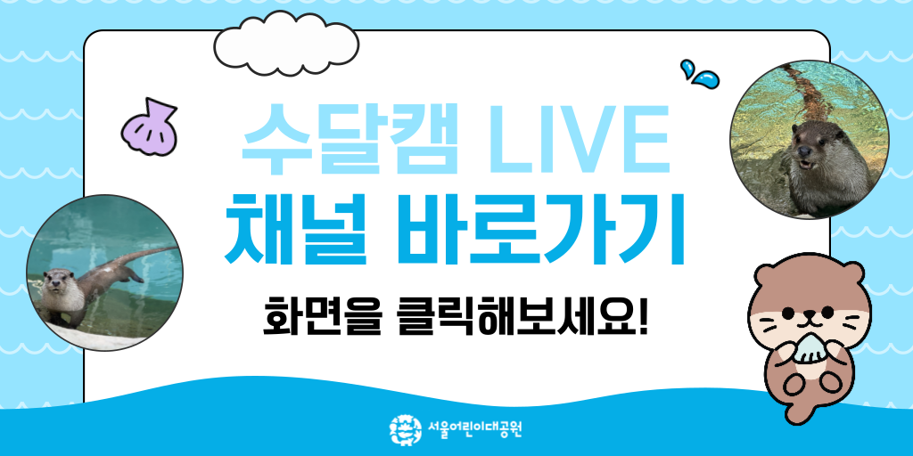 수달캠 LIVE 채널 바로가기